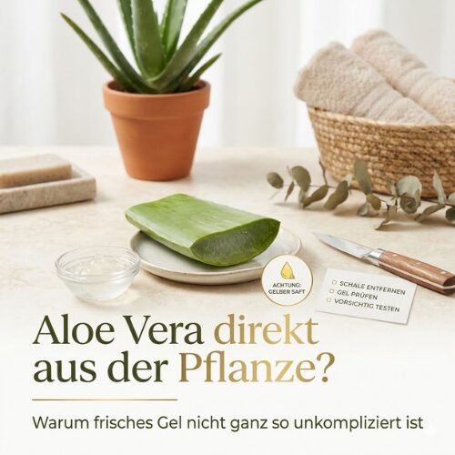 Aloe Vera direkt aus der Pflanze verwenden?